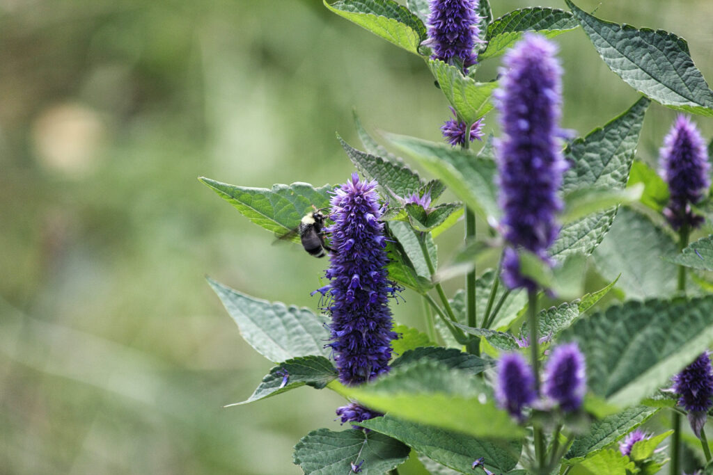 Pollinator enjoying anise hyssop blooms.