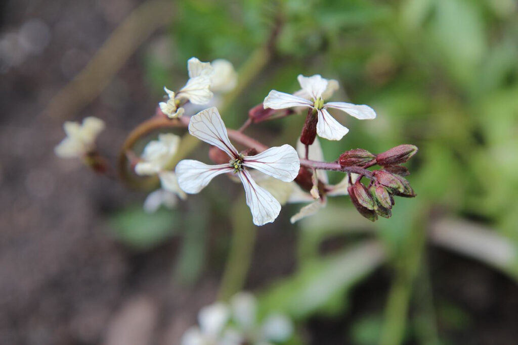 Arugula flowers.