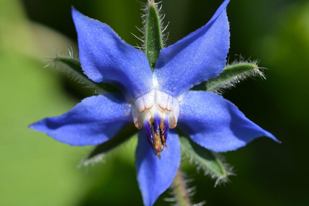 Borage flower.