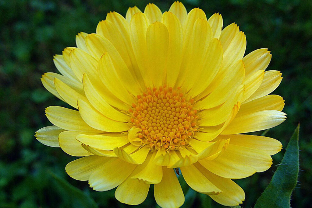 Calendula flower.