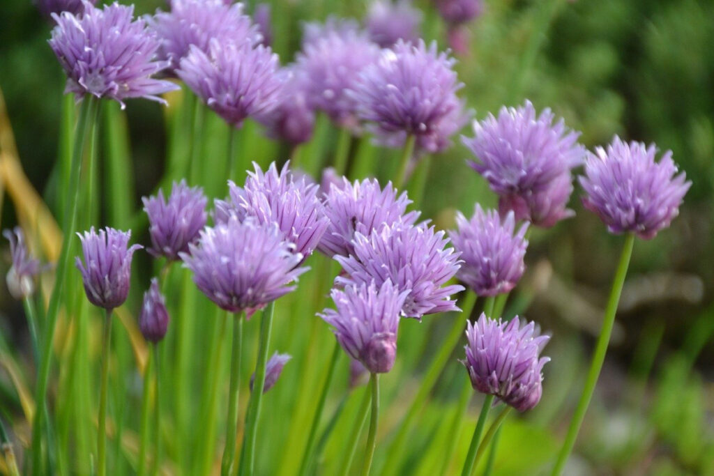 Flowers from Allium schoenoprasum (chives)