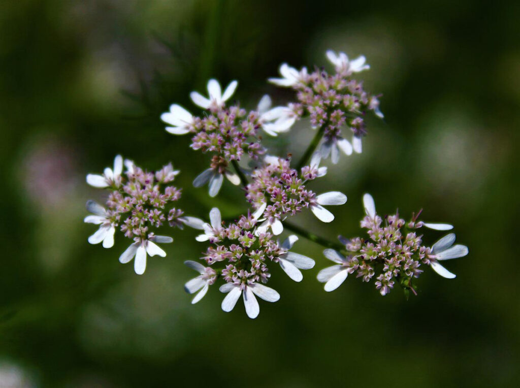 Cilantro (Coriander) Flowers.