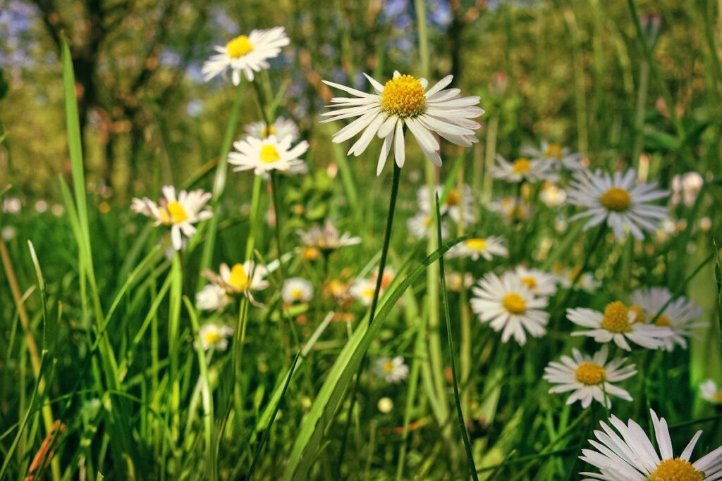 Common Daisy (Bellis perennis)