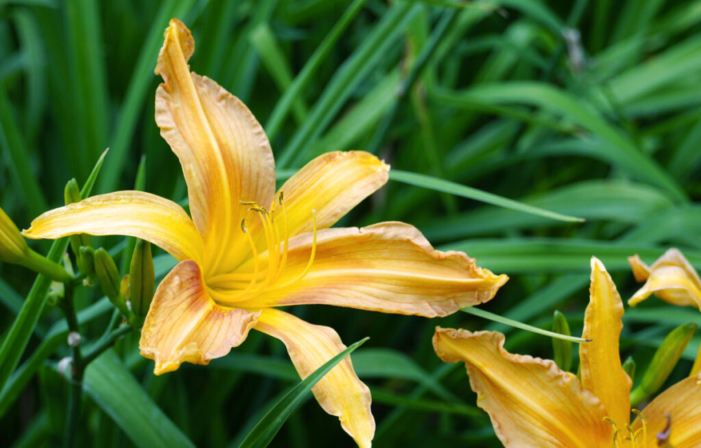 Daylily