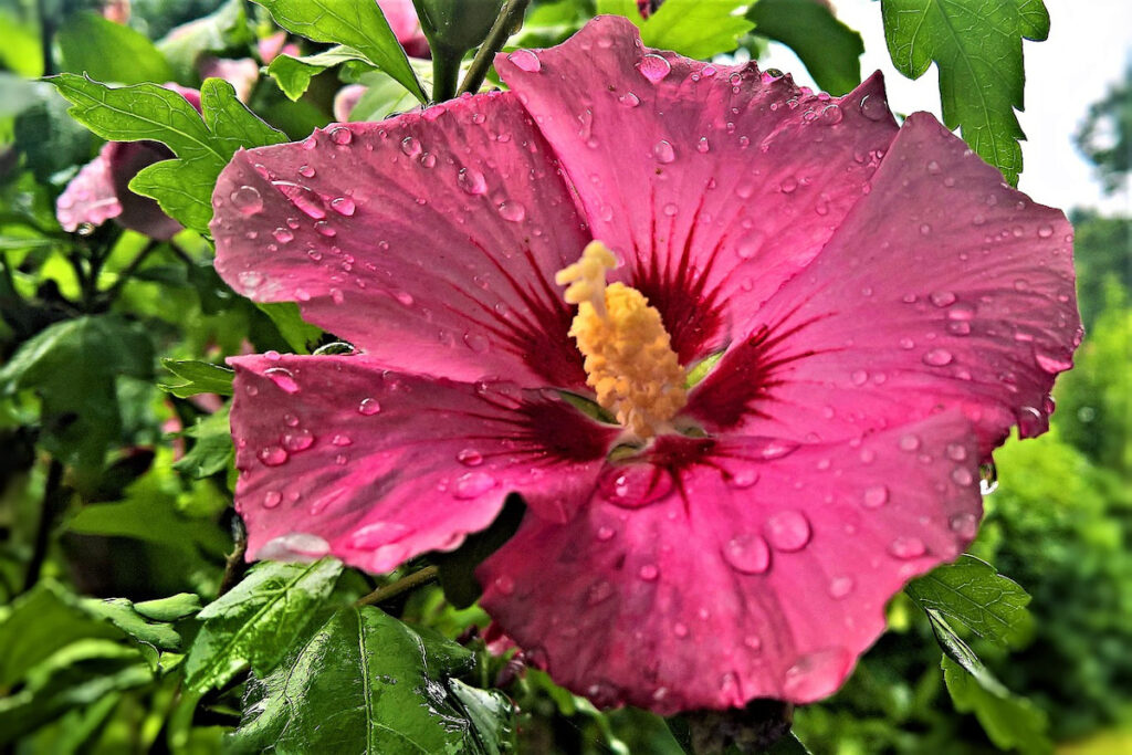 Garden Hibiscus Marshmallow