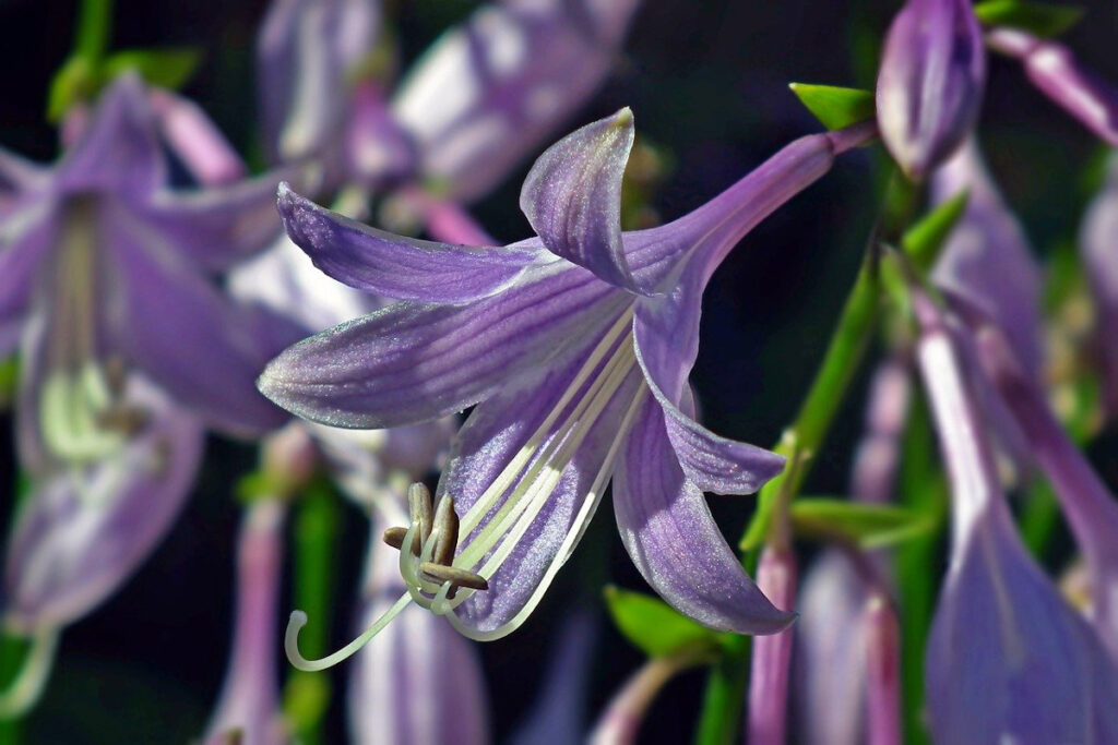 Purple hosta flower