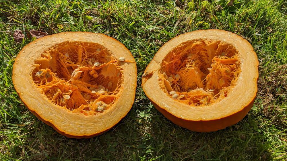 Large pumpkin split in half in the grass.