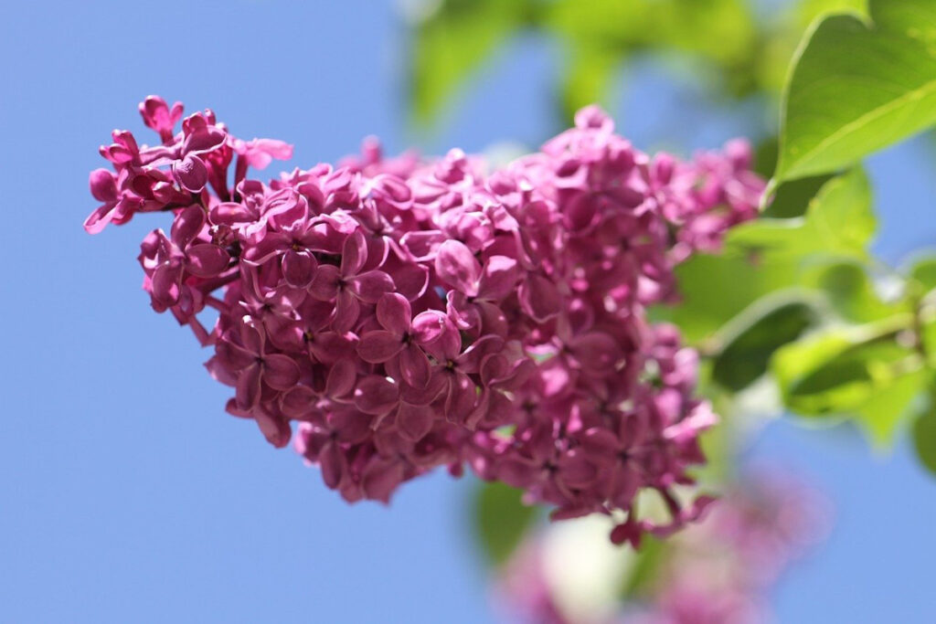 Purple lilac