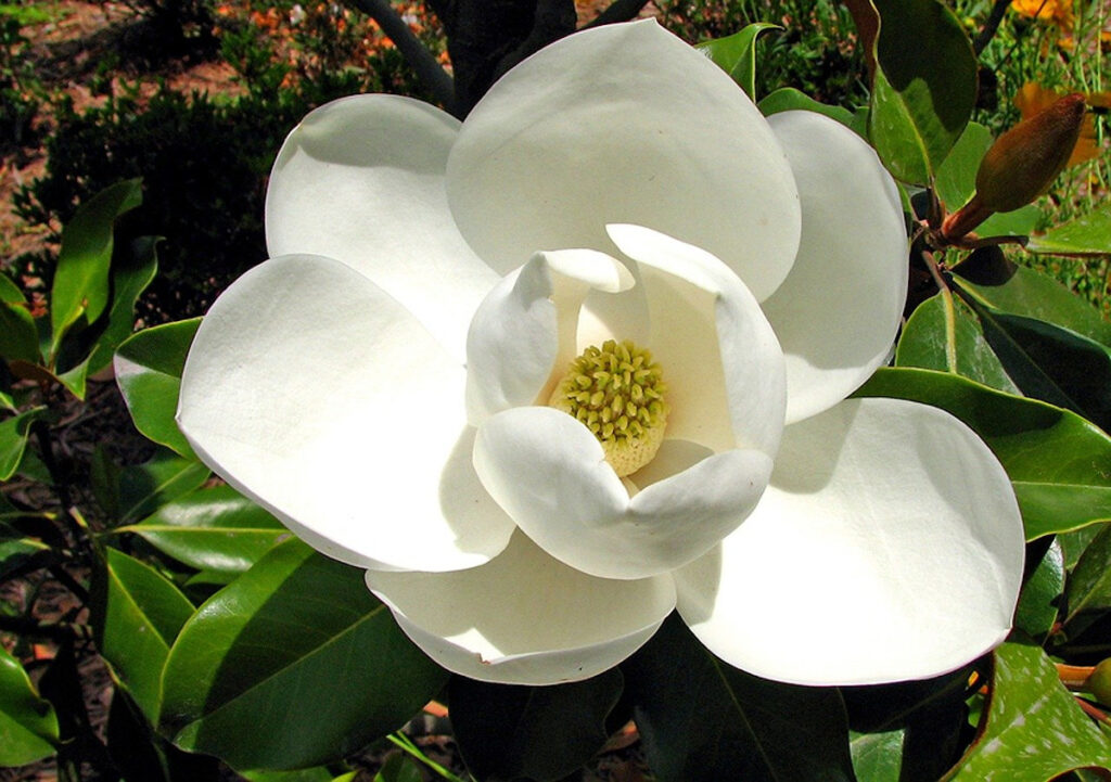 Magnolia flower.