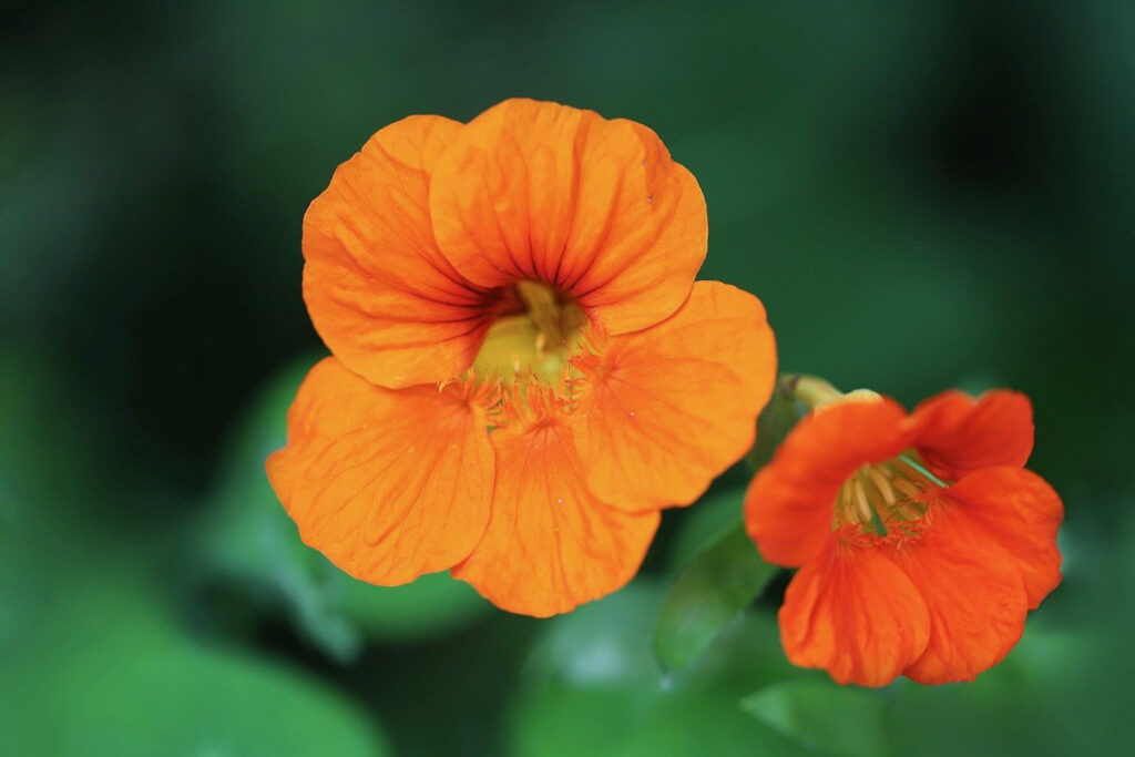 Nasturtiums Medicinal Plant