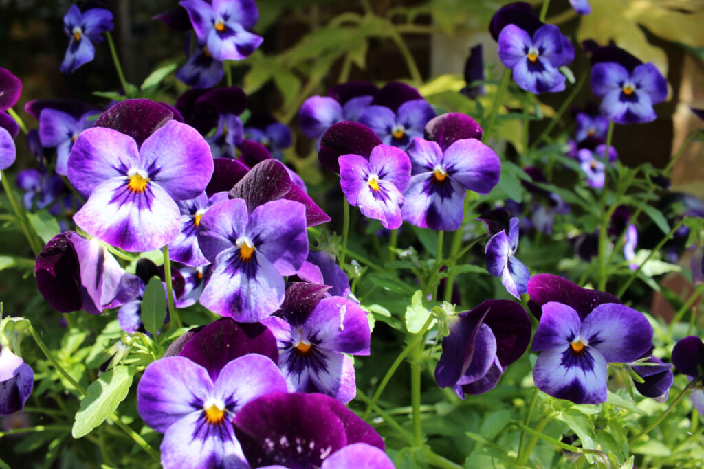 Purple pansies