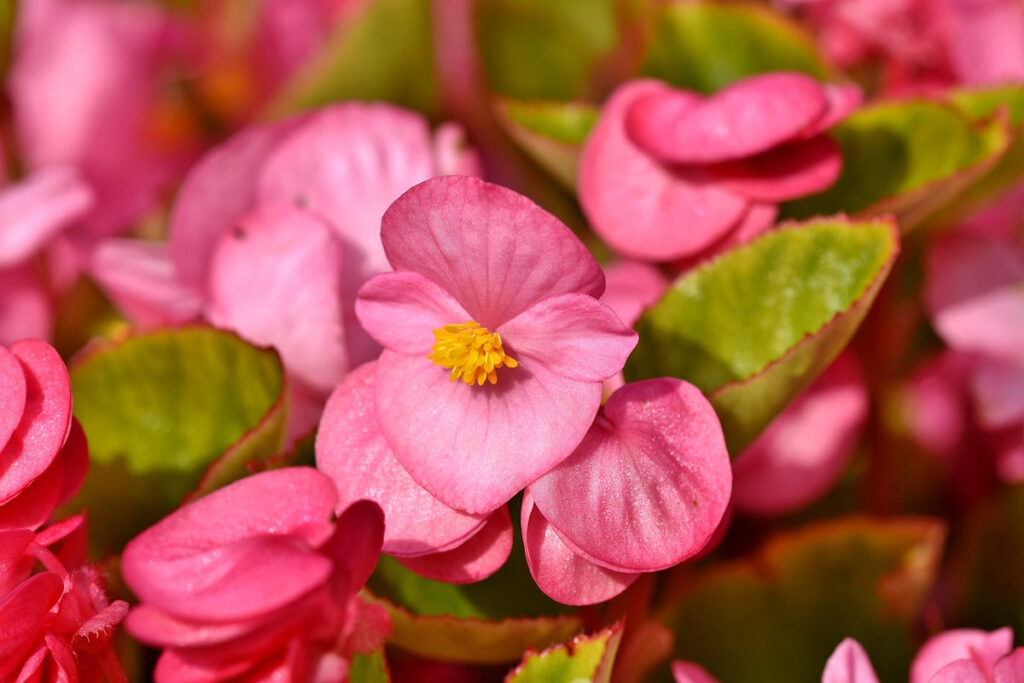 Pink Begonia Flowers