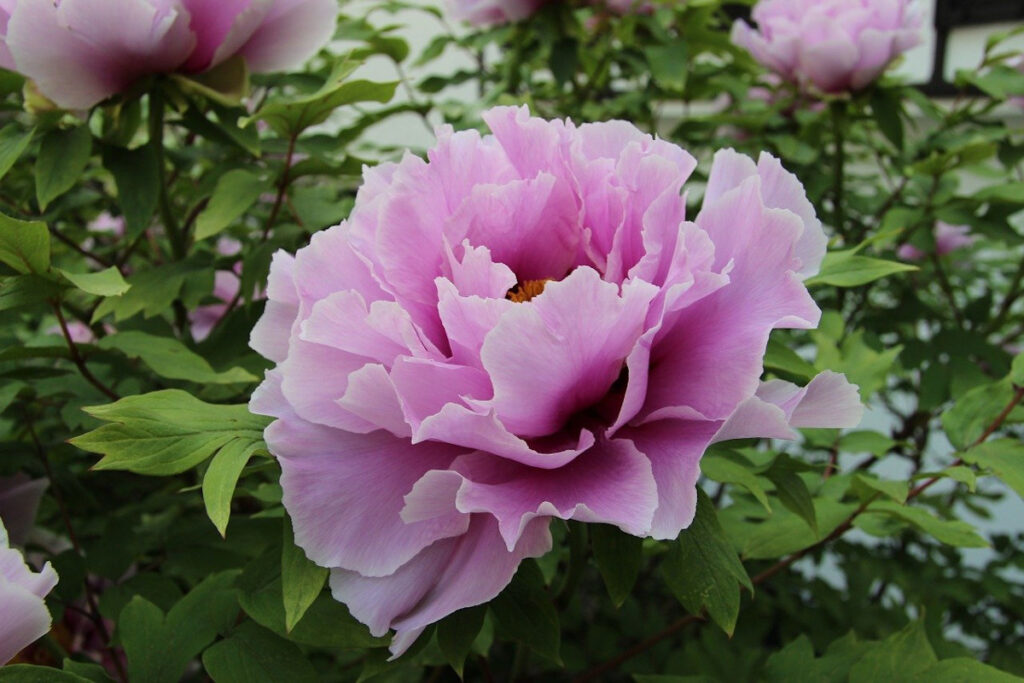 Pink peony flower