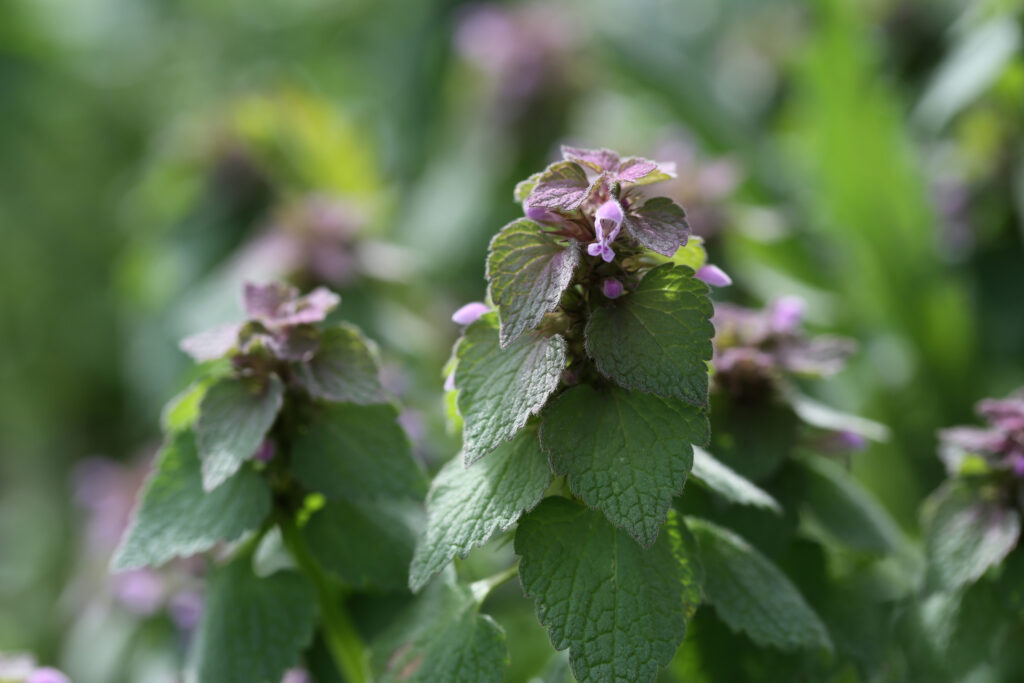 Purple Dead Nettle