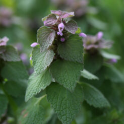 Purple Dead Nettle Tea