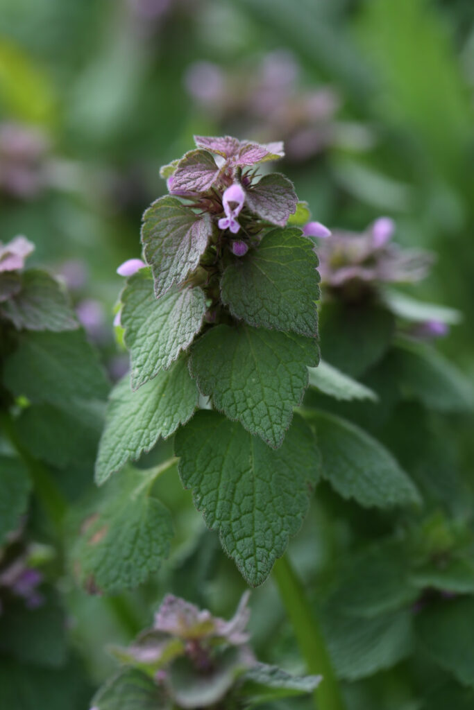Purple Dead Nettle.