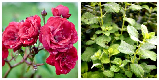 rose and lemon balm.