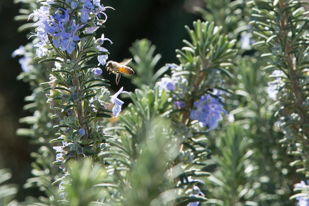 Blue rosemary flowers.