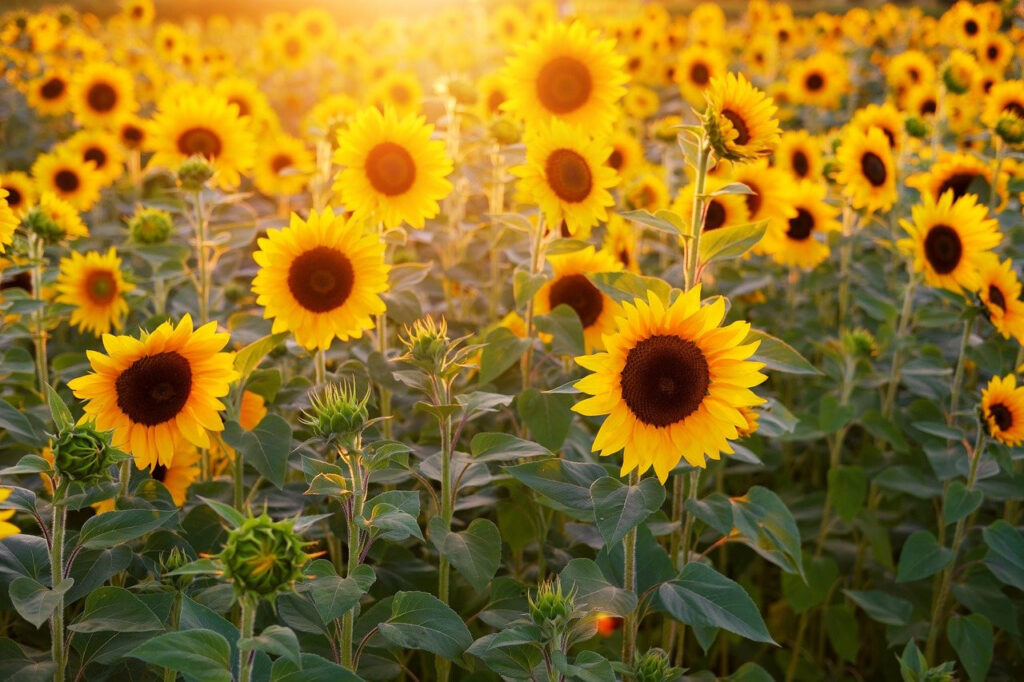 Field of sunflowers in bloom