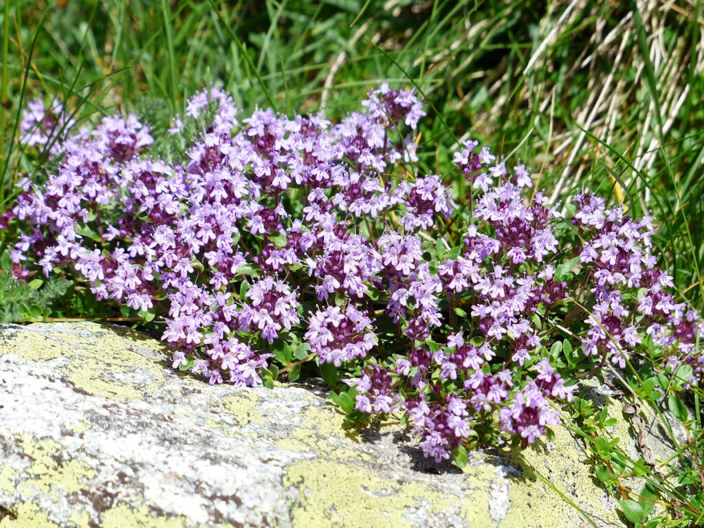 Purple thyme flowers.