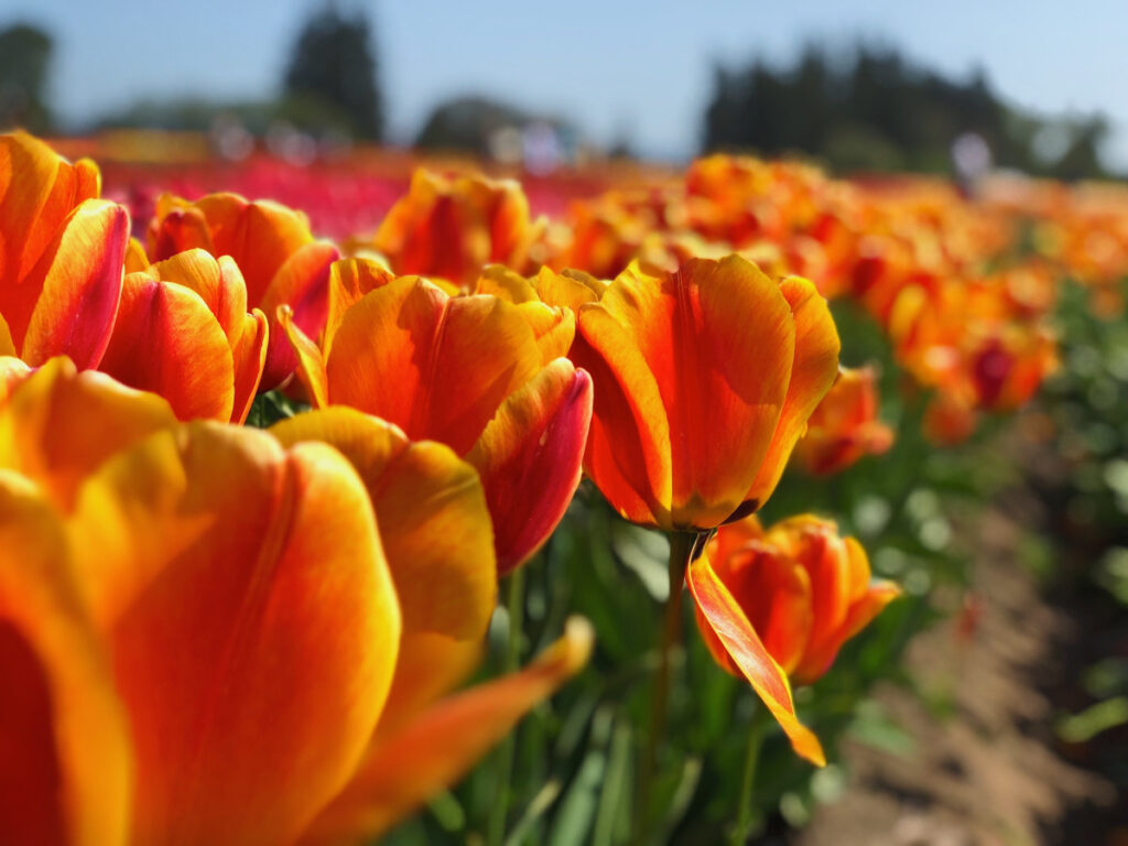 Tulips from the Tulip Festival at Wooden Shoe Tulip Farm & Vineyard, Woodburn, Oregon