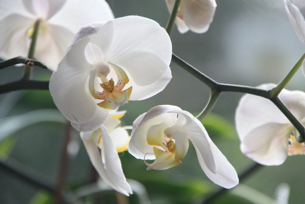 White orchid flowers.